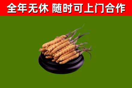 清丰县回收散虫草