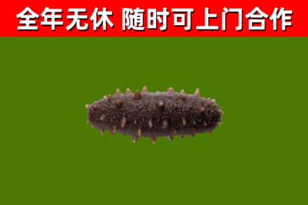 清丰县回收海参干